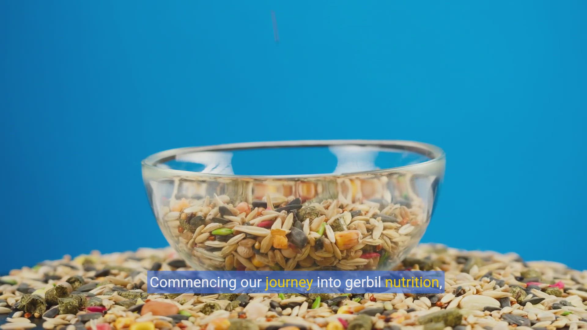 'Video thumbnail for Gerbil Diet 101: Essential Feeding Tips for Healthy Pets'