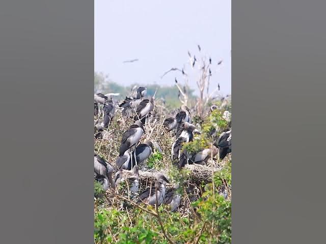 Video thumbnail for Wild bird & Nest a lot birs EP 27 #birds #nestbird #birdalot #birdfeed #birdeat