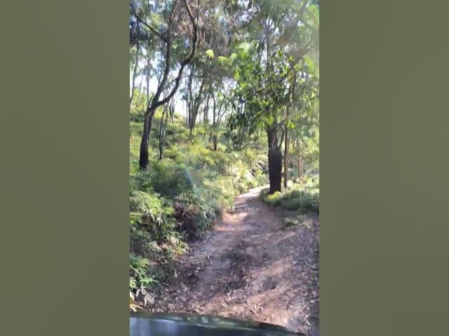 Video thumbnail for Morning Forest