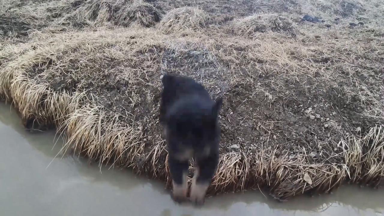 Video thumbnail for China: Tibetan mastiff jumps into narrow canal in China.