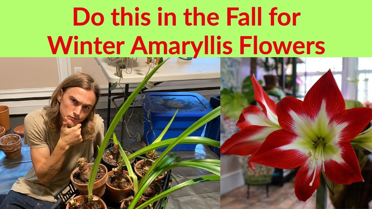 Video thumbnail for AMARYLLIS PREPARATION - Do this is in September for Winter Flowers