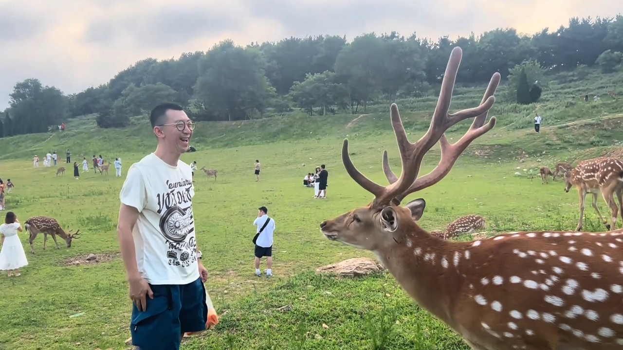 Video thumbnail for Polite Sika Deer Bows After Being Hand-Fed in China