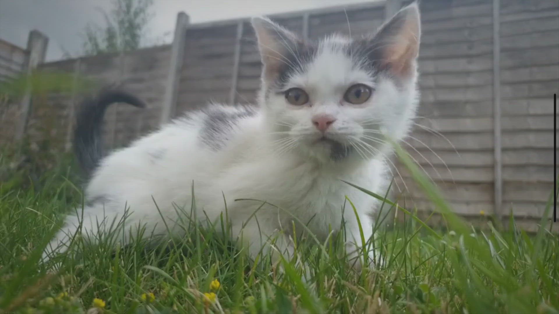 Video thumbnail for Can You Trim Cat Whiskers? (What Happens if You Cut Cat's Whiskers)