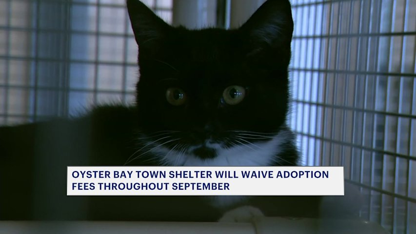 Video thumbnail for Oyster Bay shelter will waive adoption fees throughout September