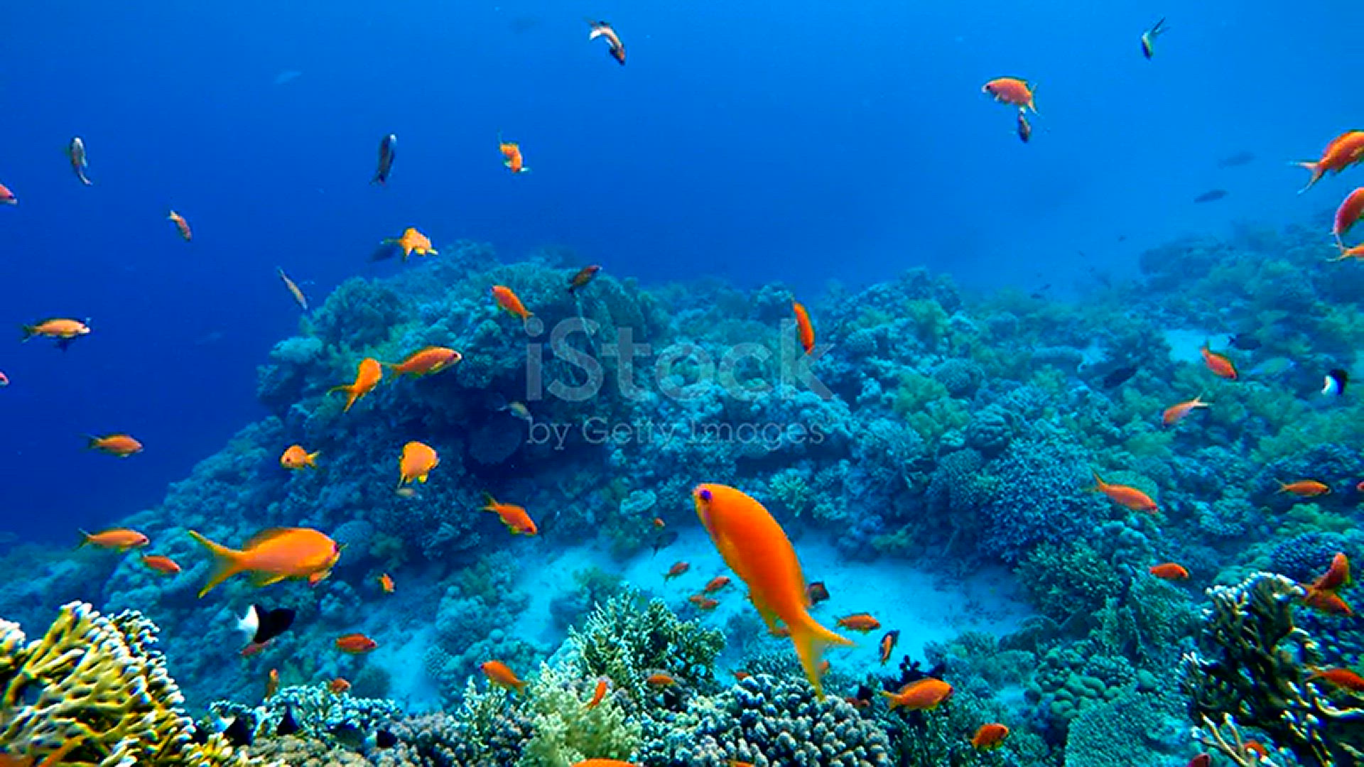 Video thumbnail for FISH WATCH VIDEO