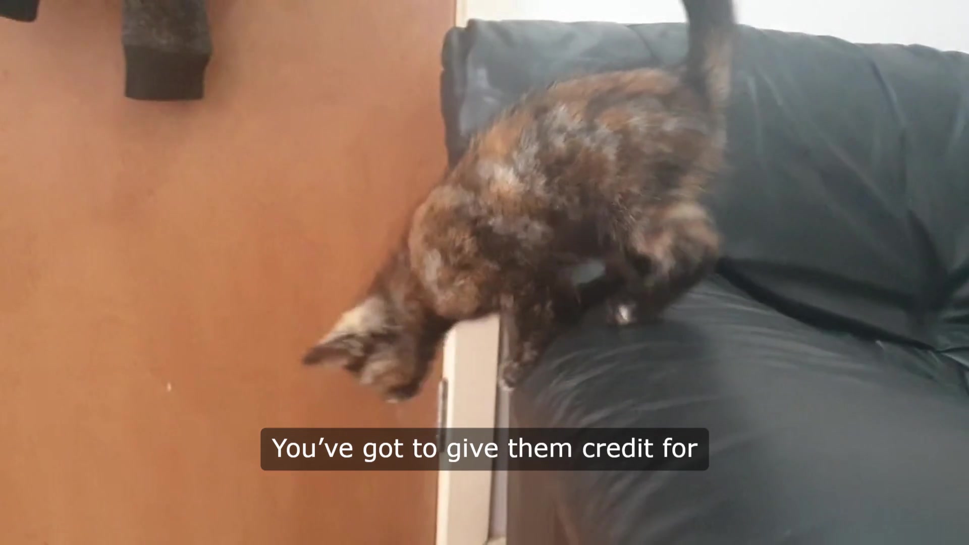 Video thumbnail for Cat Nap Chronicles