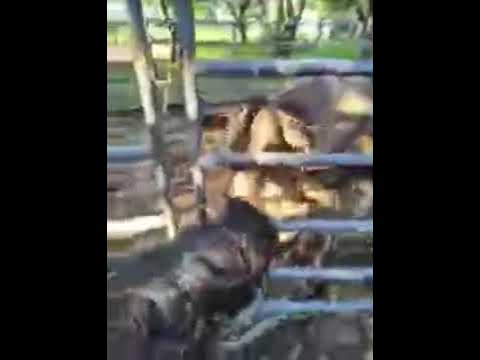 Video thumbnail for Debbie's Cow