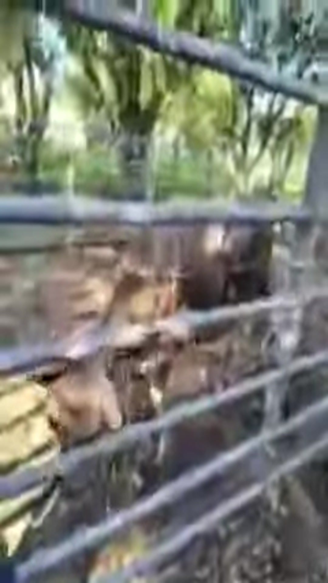 Video thumbnail for Debbie's Cow