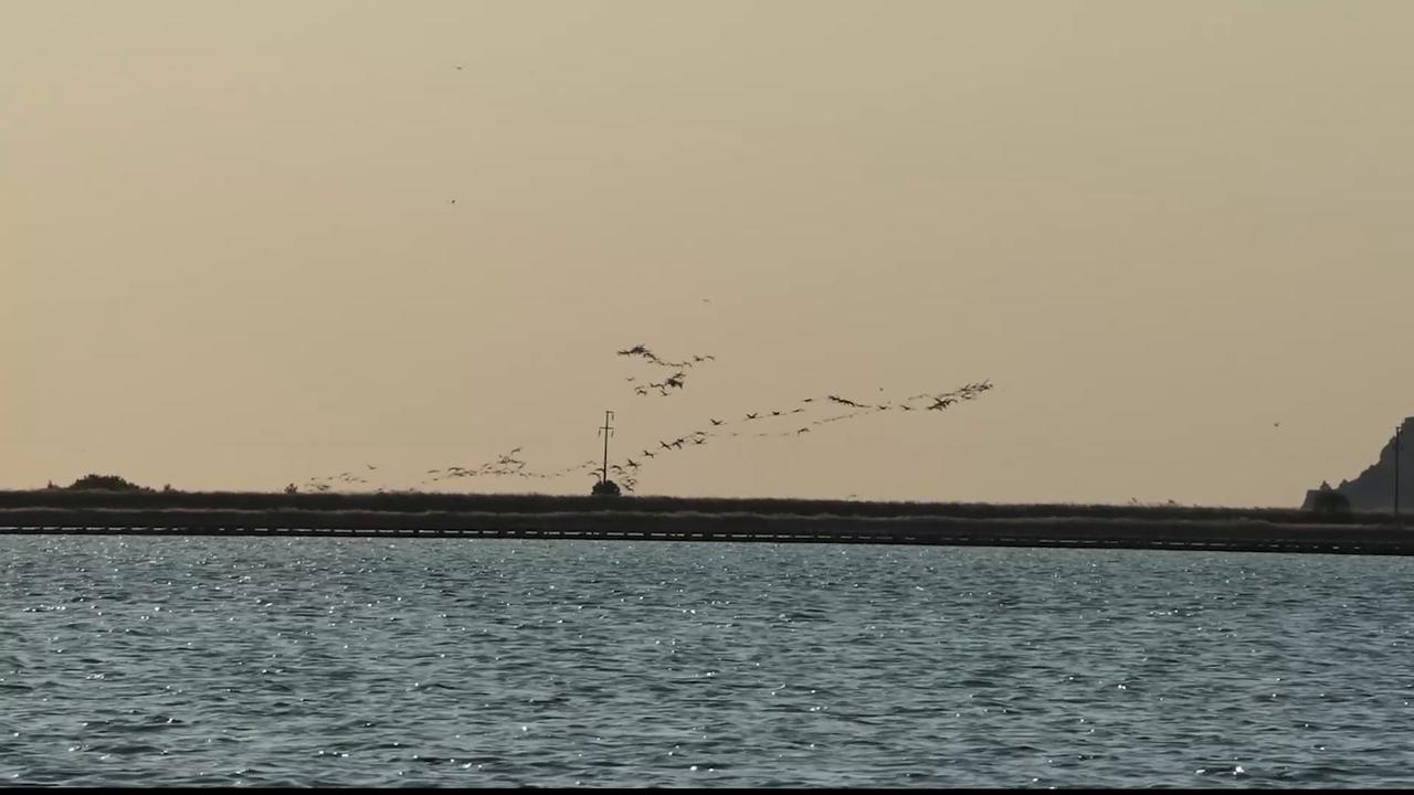 Video thumbnail for Türkiye: Thousands of flamingo chicks grow under parental care in Türkiye.