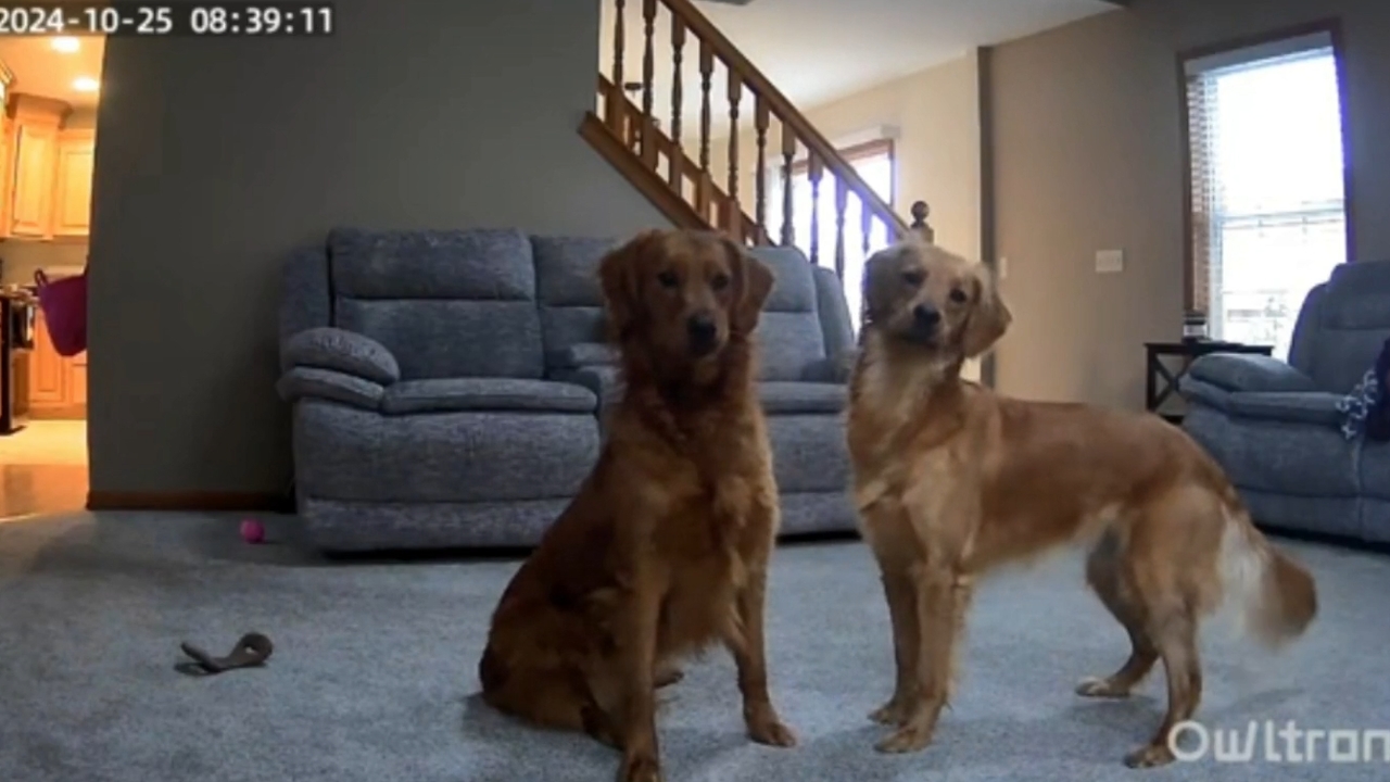 Video thumbnail for Dogs Pause Play When Owner Speaks Through Security Camera