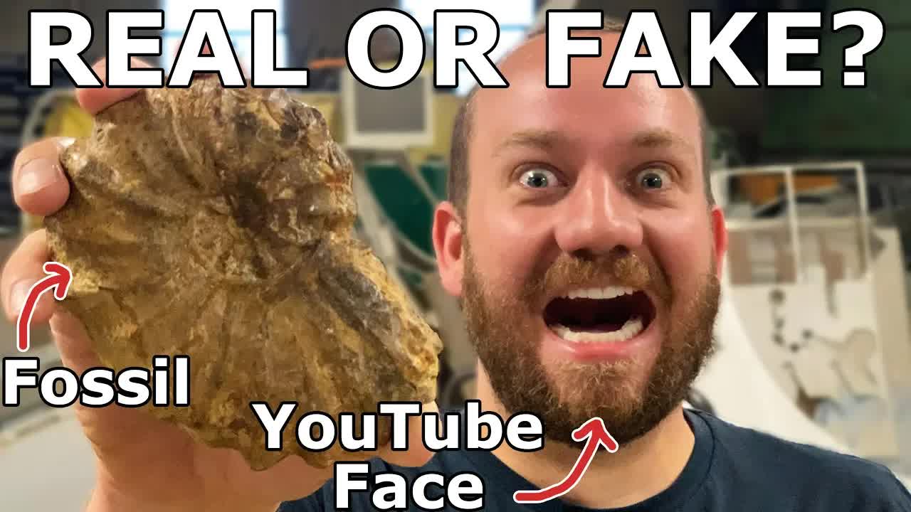 Video thumbnail for Ammonite Fossil Identification: Real or Fake? - eBay Scam Warning