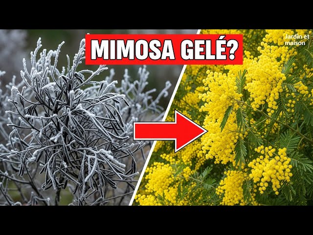 Video thumbnail for Mon Mimosa a Gelé ! 🥶 Ne Faites Pas CETTE Erreur...