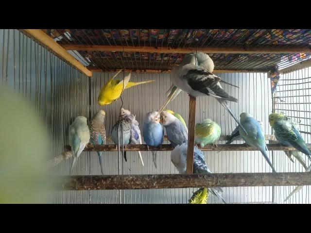 Video thumbnail for Sind dunkle Wellensittiche seltener Die Wahrheit! 🌑❓