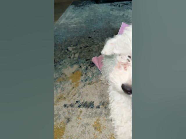 Video thumbnail for ๐ถ #shorts