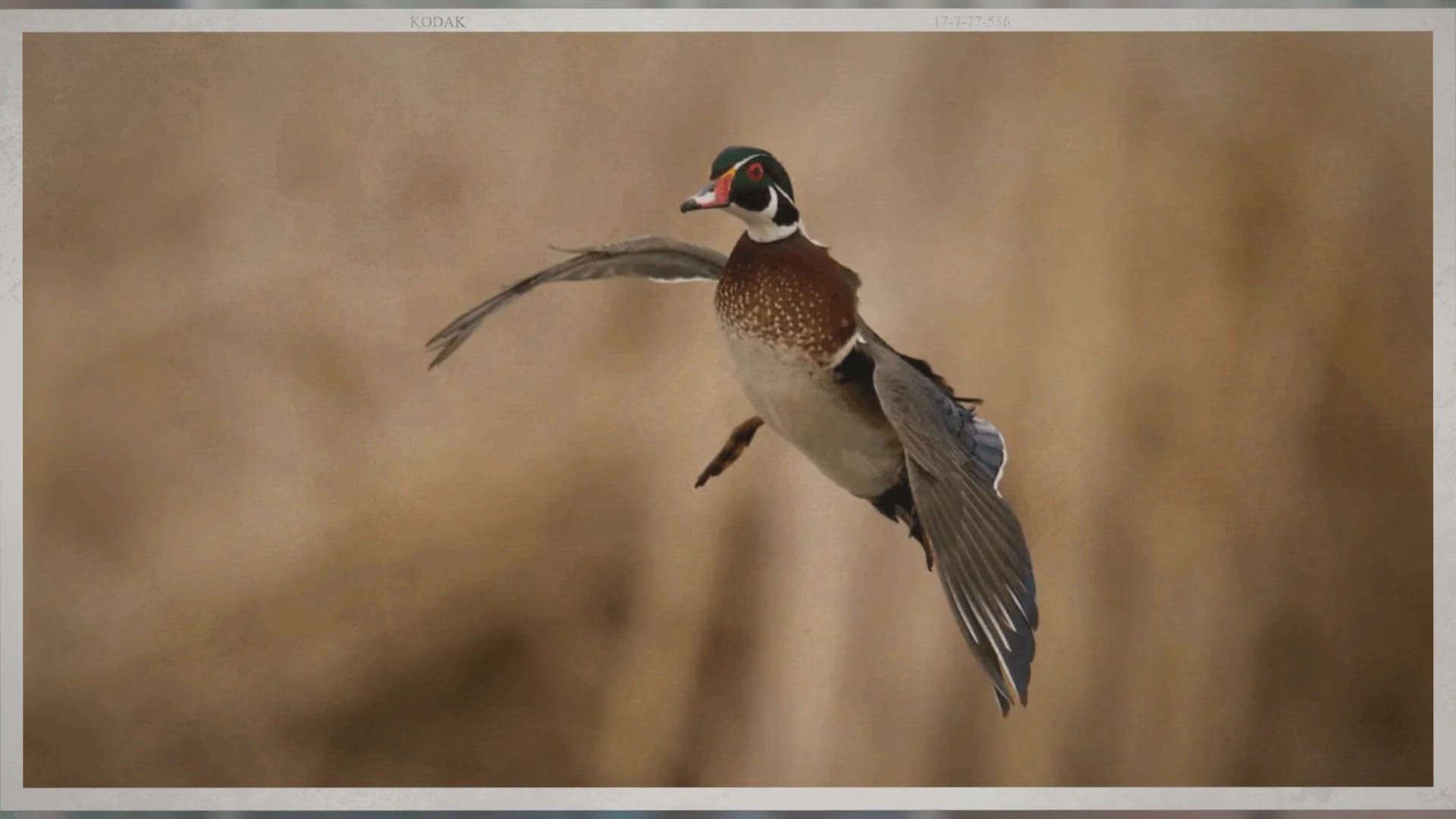 Video thumbnail for How to Find Good Duck Hunting Spots: Expert Tips & Tricks