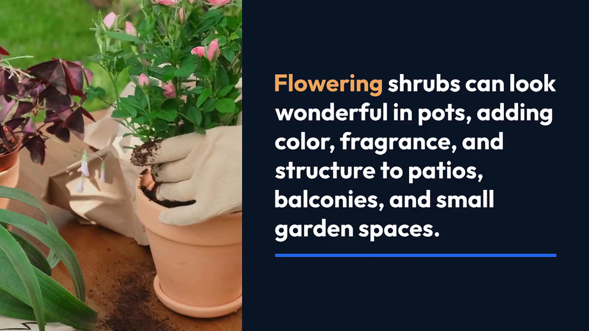 Video thumbnail for Flowering Shrubs for Pots