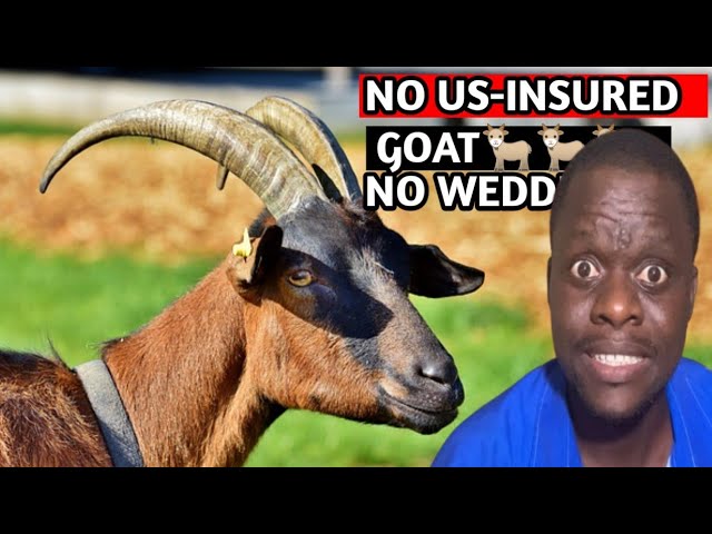 Video thumbnail for My Bride’s Family Said No Wedding Without a US-INSURED Goat || Bizarre Wedding Story