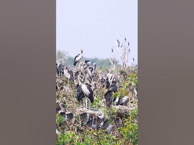 Video thumbnail for Wild bird & Nest a lot birs EP 24 #birds #nestbird #birdalot #birdfeed #birdeat