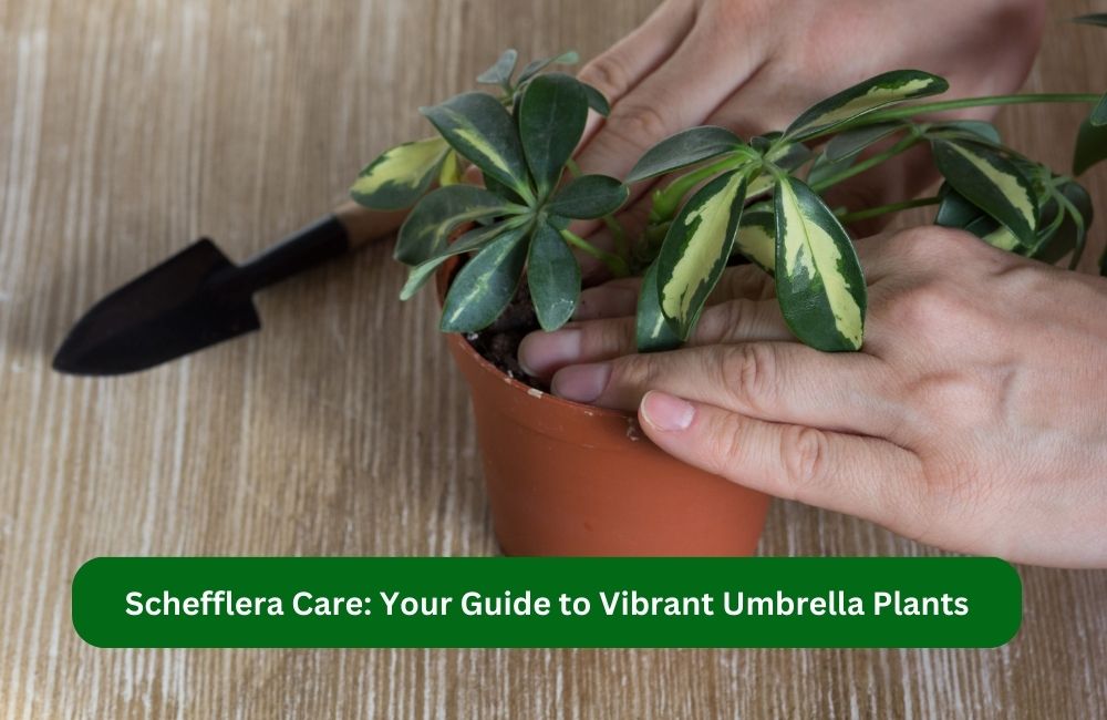 'Video thumbnail for Schefflera Care: Your Guide to Vibrant Umbrella Plants'
