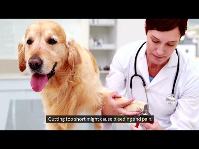 Video thumbnail for Ensuring Your Dog’s Comfort and Security in Grooming Sessions