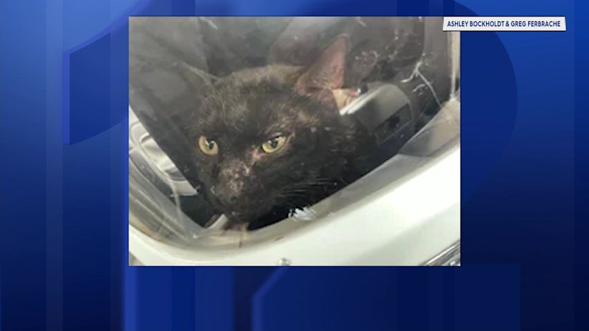 Video thumbnail for 2 cats rescued in separate New Jersey incidents