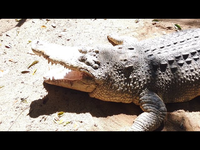 Video thumbnail for Melayan Khaled Melawat Buaya, Rusa, Arnab, Burung Emu, Ular di Taman Buaya & Rekreasi Melaka 2020