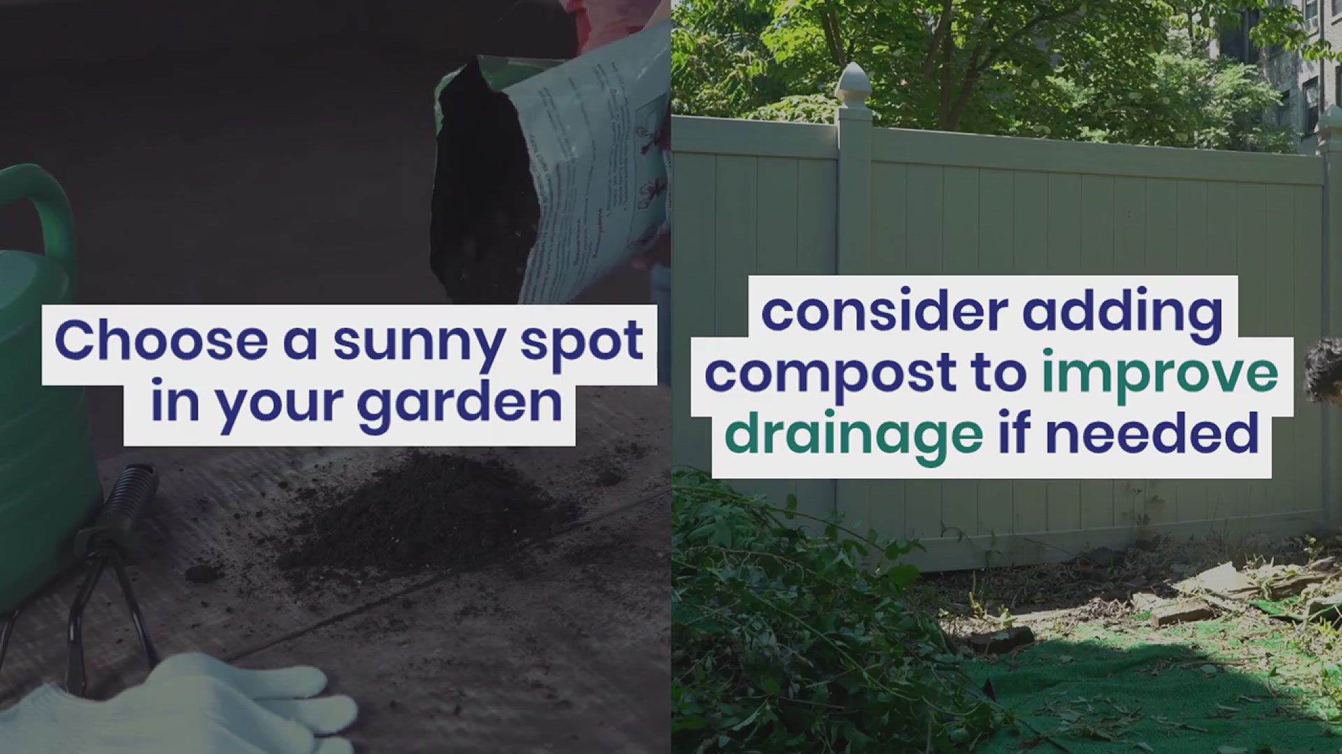'Video thumbnail for How to Grow Meadow Sage in Your Garden'