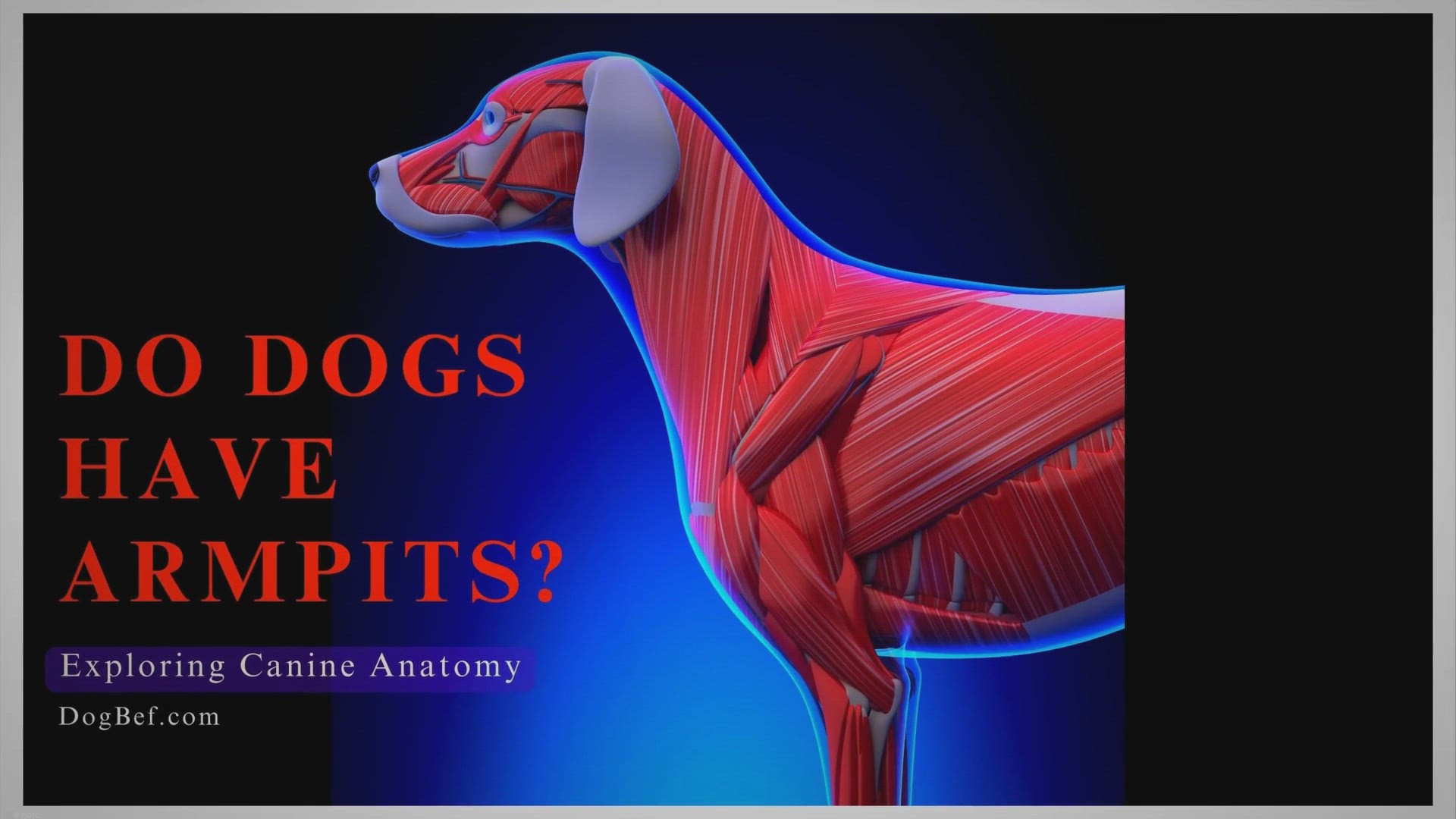 Video thumbnail for Unleashing the Truth: Exploring Canine Anatomy and the Debate Over Dog Armpits