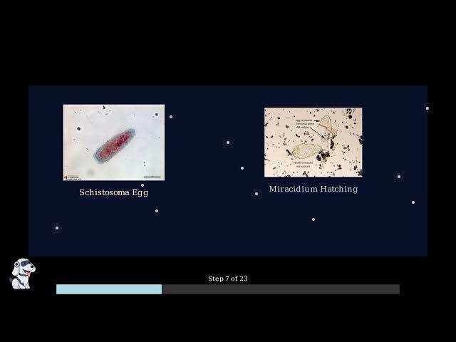Video thumbnail for Understanding Schistosoma haematobium