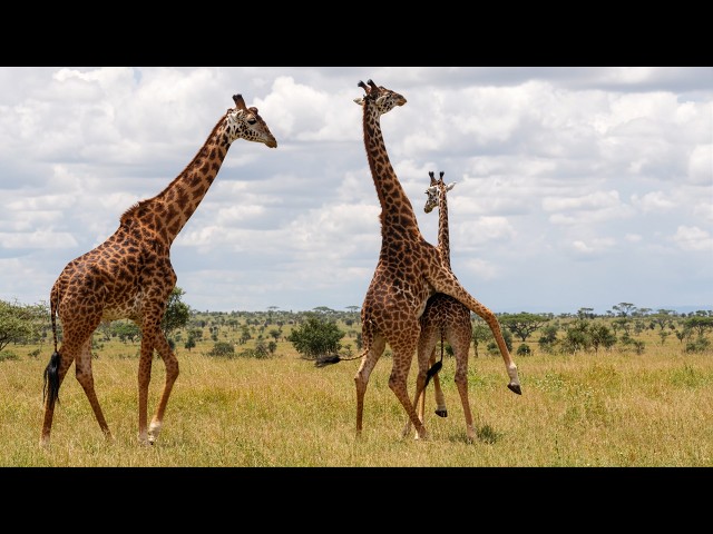 Video thumbnail for Giraffe Honeymoon Turns Into A Brutal Dominance Fight! 🚨🐾