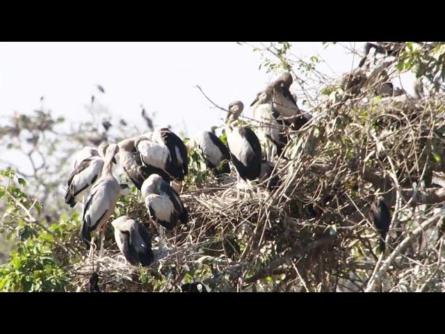 Video thumbnail for IN LAKE SOIL LAND FOR BIRDS LIVE HERE ALOT Hours #100025