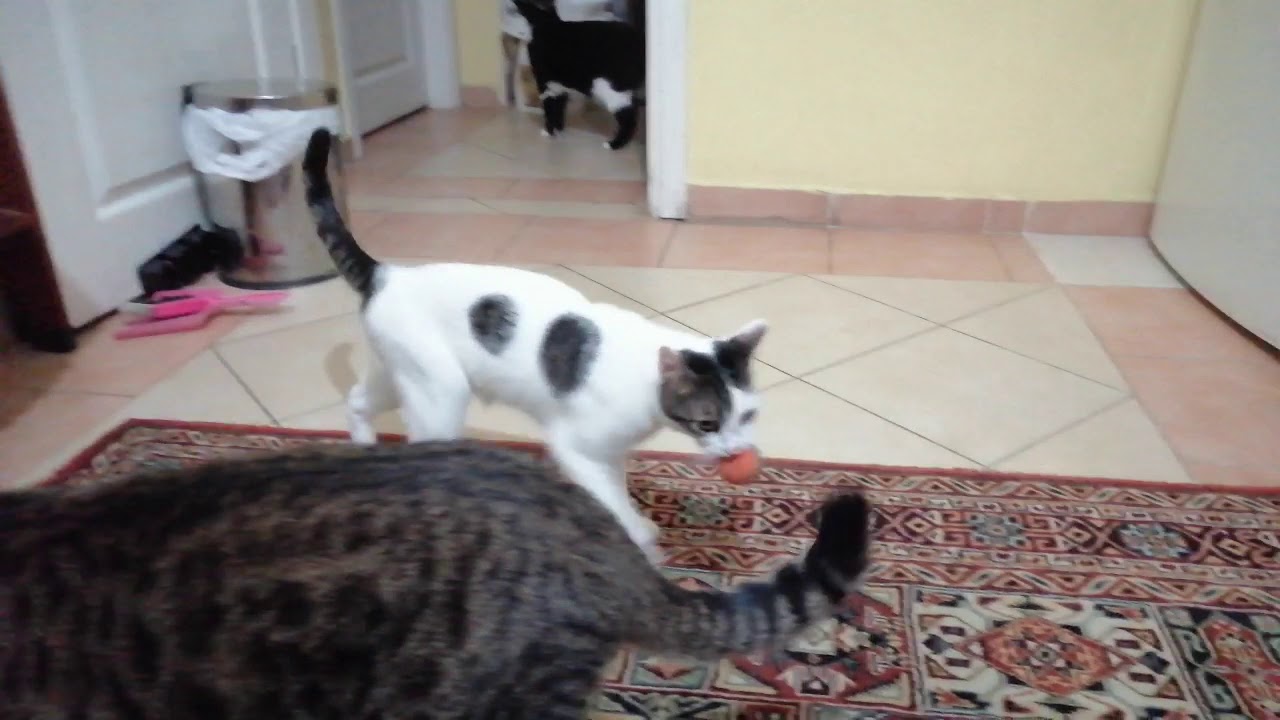 Video thumbnail for Playing ball with Fatma the rescue cat