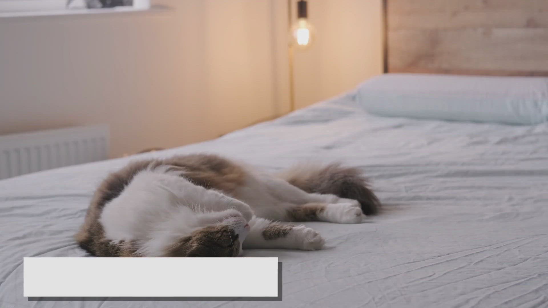 'Video thumbnail for Creating a Safe Haven for Your Beloved Ragdoll: A Comprehensive Guide'