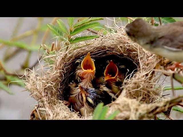 Video thumbnail for Momy's baby bird hungry eat food on nest