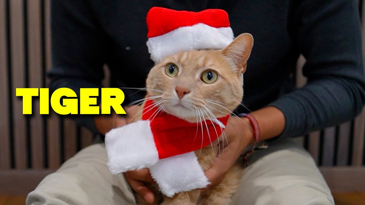 Video thumbnail for Does Tiger Like This PETLESO Cat Santa Hat with Scarf?