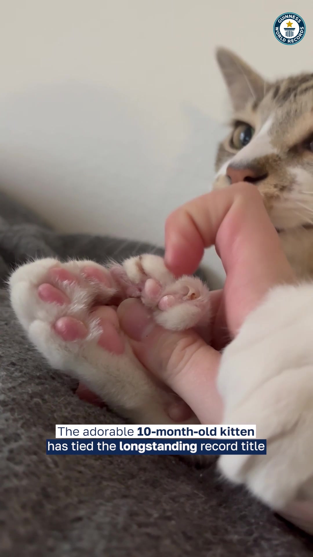 Video thumbnail for Most toes on a cat - 28 held by Toby Henderson