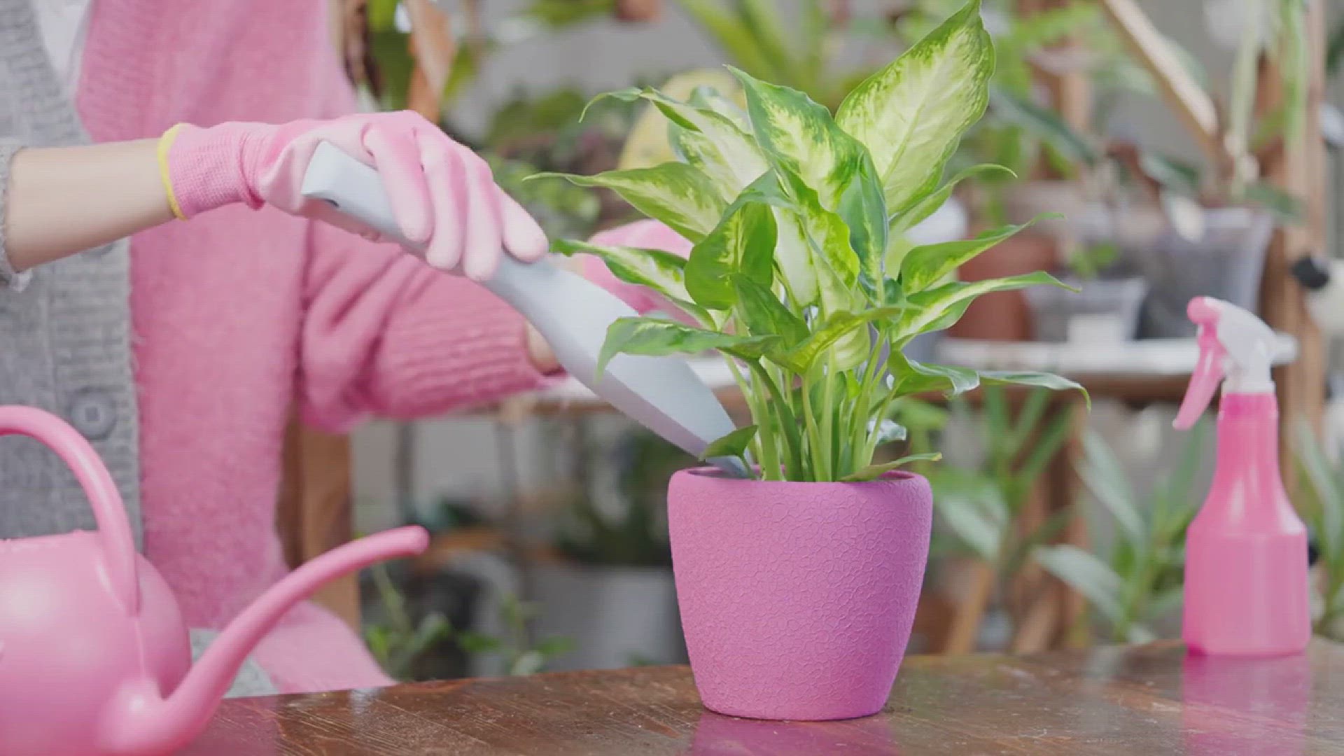 'Video thumbnail for How to Grow Ginger in the Garden'