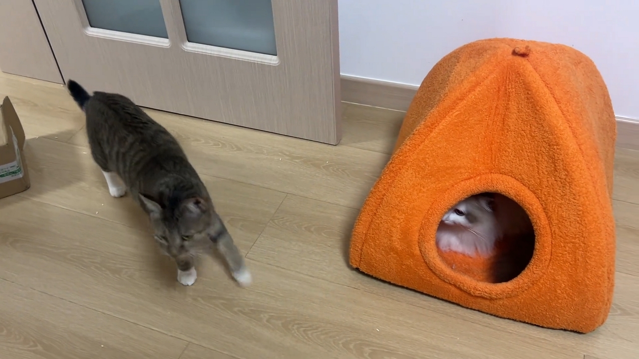 Video thumbnail for Tabby Cat Surprised by Ragdoll Cat Emerging from Pet House