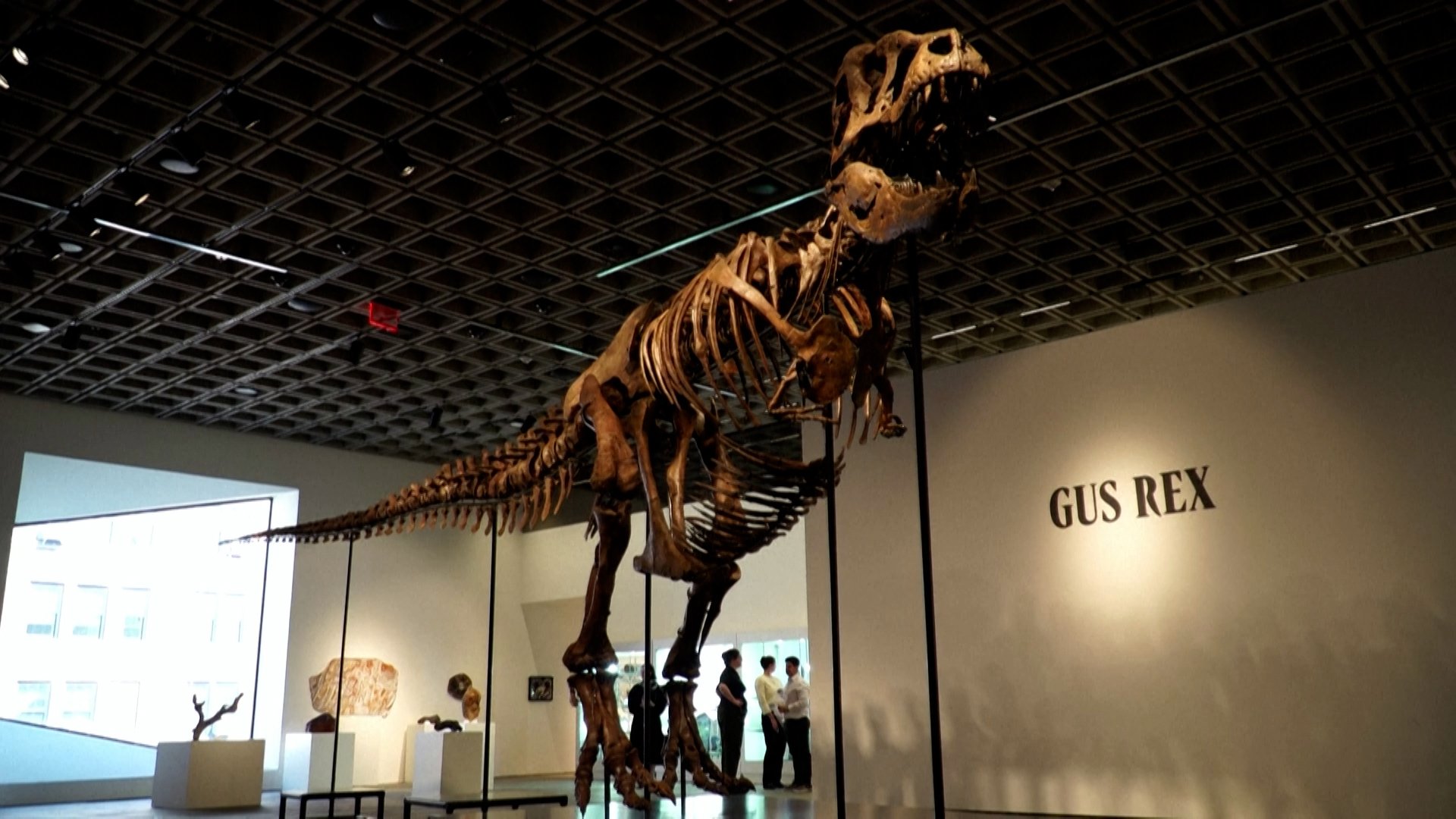 Video thumbnail for T.Rex skeleton sells for $50.1 million at New York auction