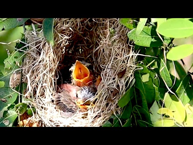 Video thumbnail for In hole of nest bird, Baby's bird hungry feed alot now