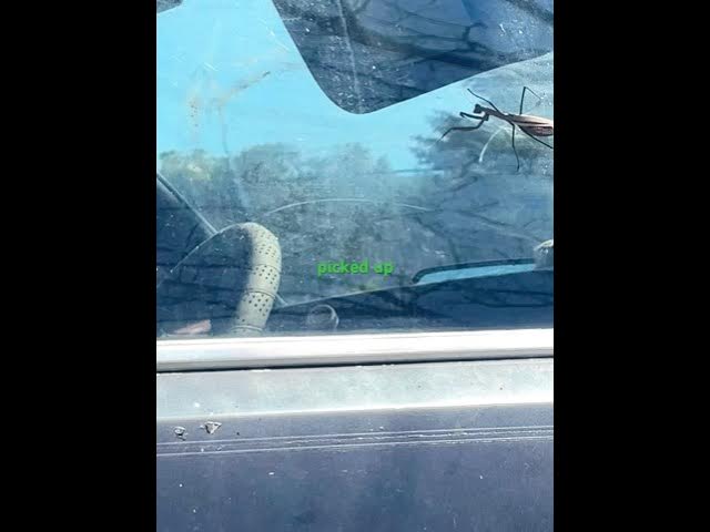 Video thumbnail for I caught this when I was helping a friend never seen 3 together then 2 mating #nature #cool