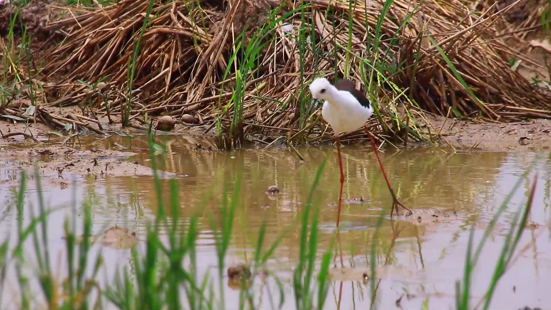 Video thumbnail for Morning in lake wild of small bird find food eat