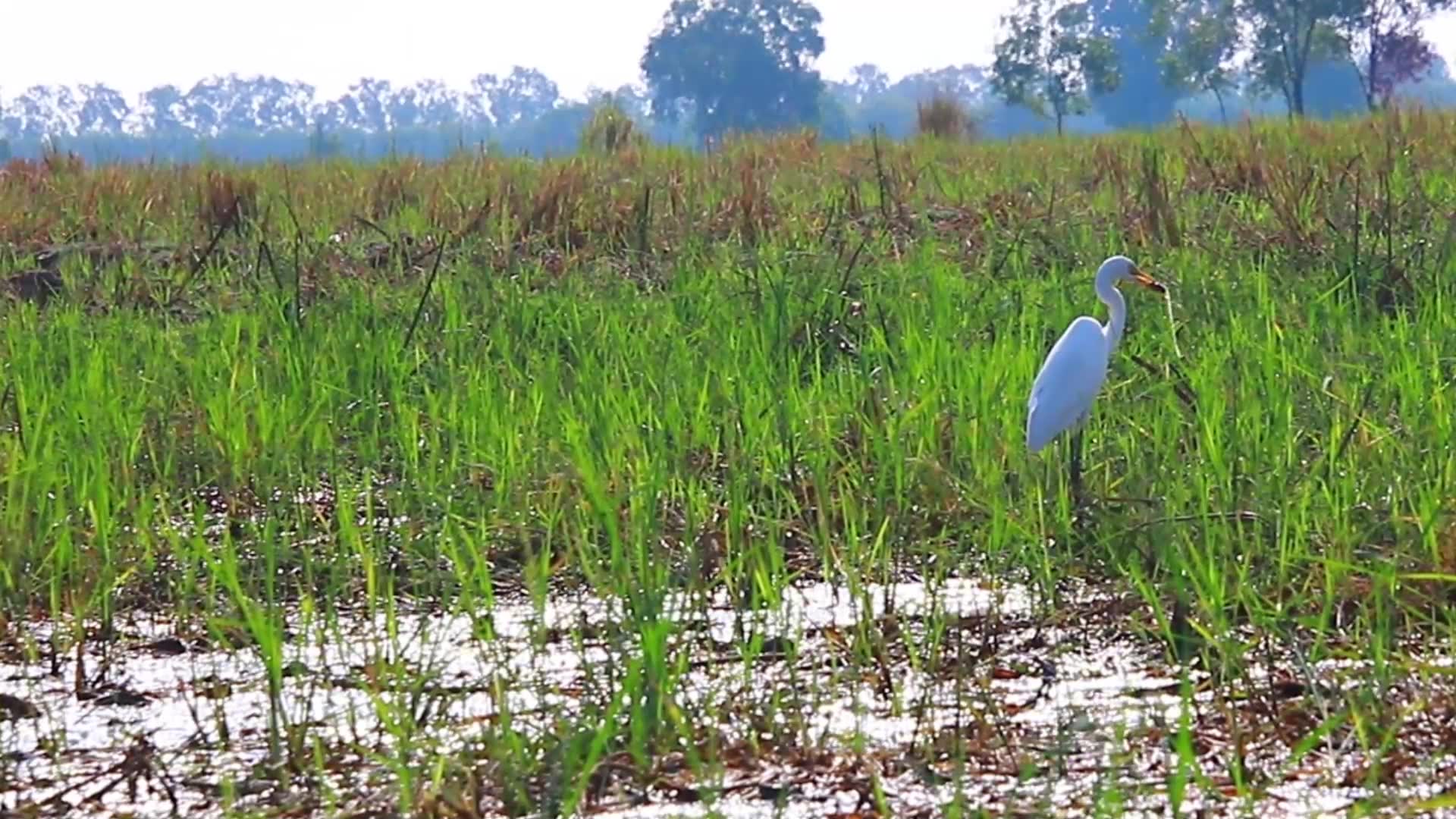 'Video thumbnail for Bird stay in grass at lake to cathc fish eat'