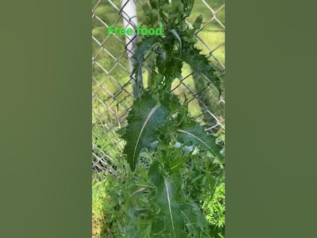 Video thumbnail for Milk thistle