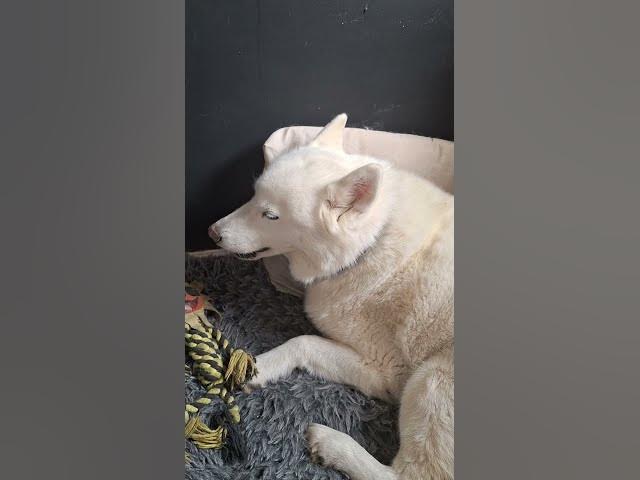 Video thumbnail for 5.30pm comes, Ghost gets mouthy for her walk!