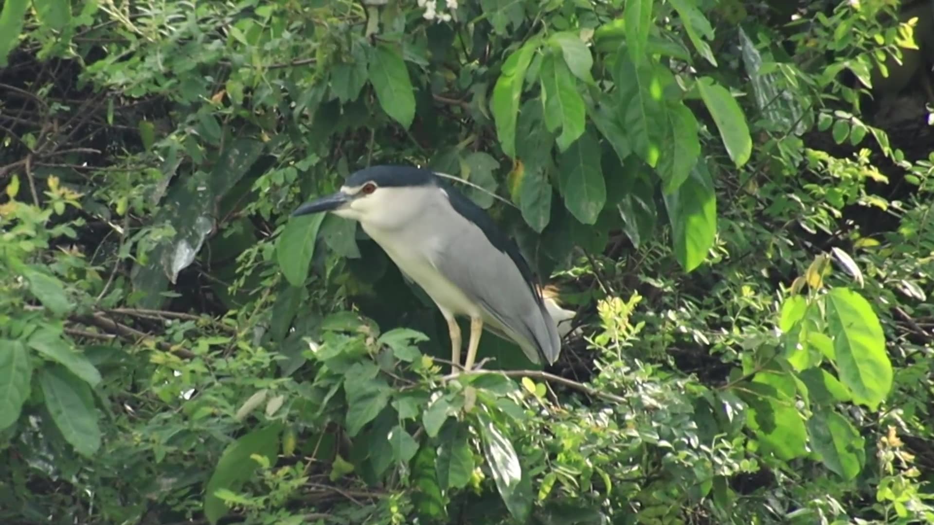 Video thumbnail for Cute of unkhnow name wild bird here