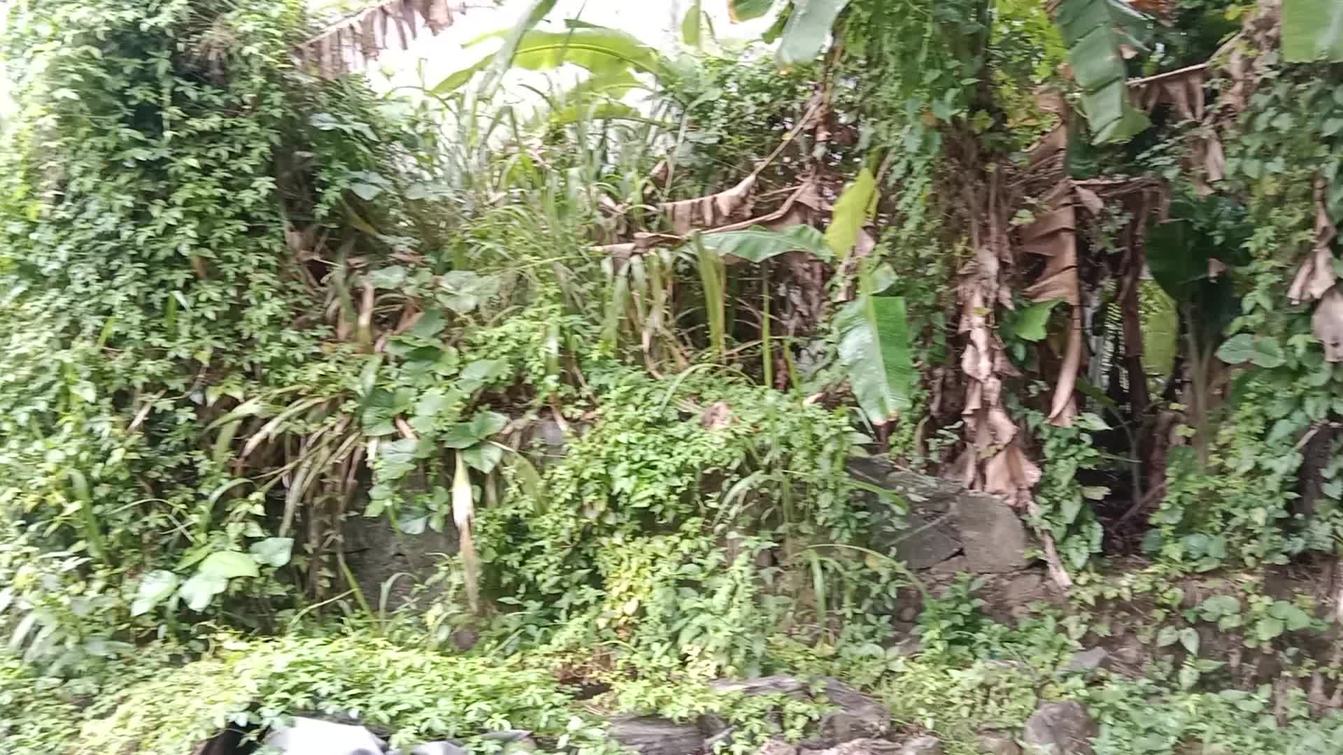 Video thumbnail for Medicinal Plant Vines