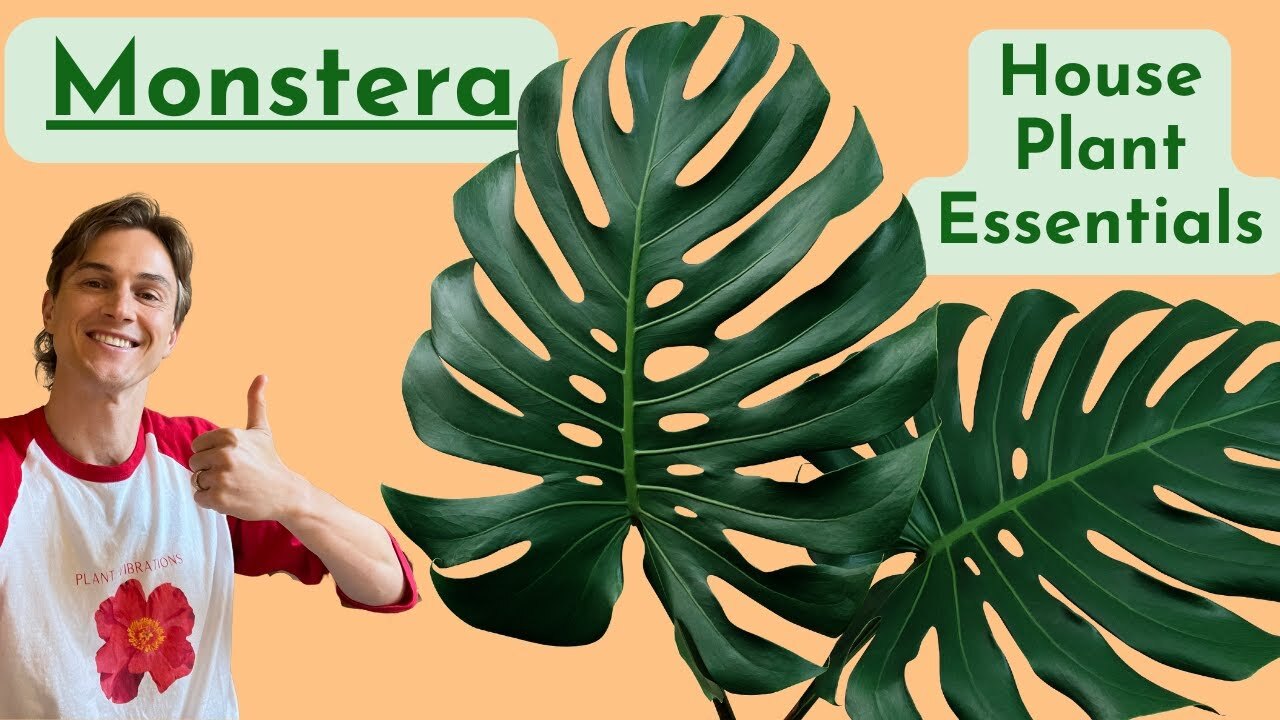 Video thumbnail for Monstera Deliciosa Complete Care ! How To Grow Well Houseplant Basics