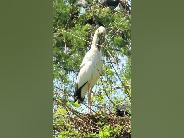 Video thumbnail for all baby birds sound at fields 1 9