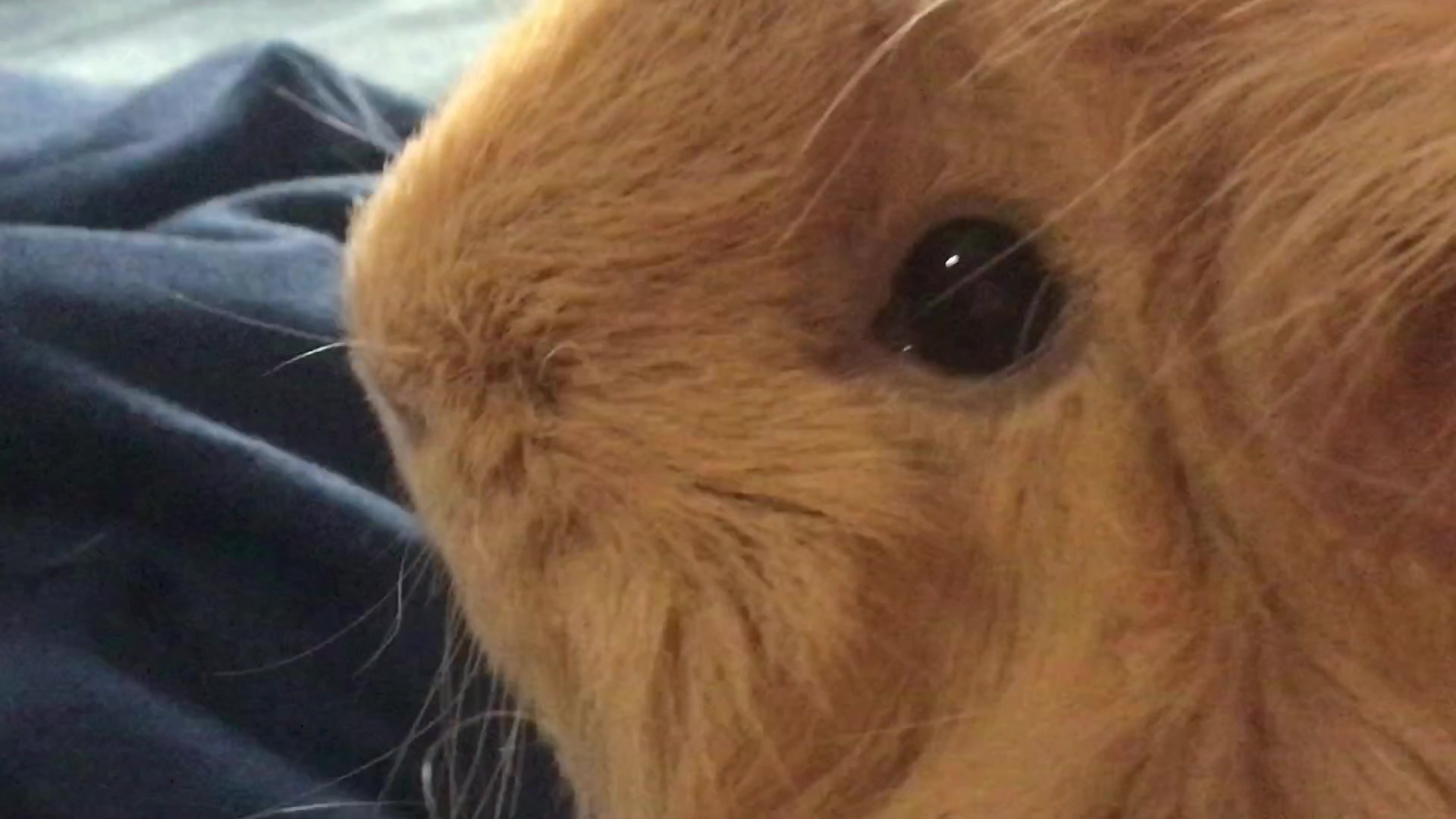 Video thumbnail for so cute